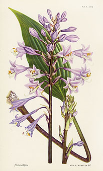 William Curtis Botanical Prints from Curtis Botanical Magazine 1948 and ...