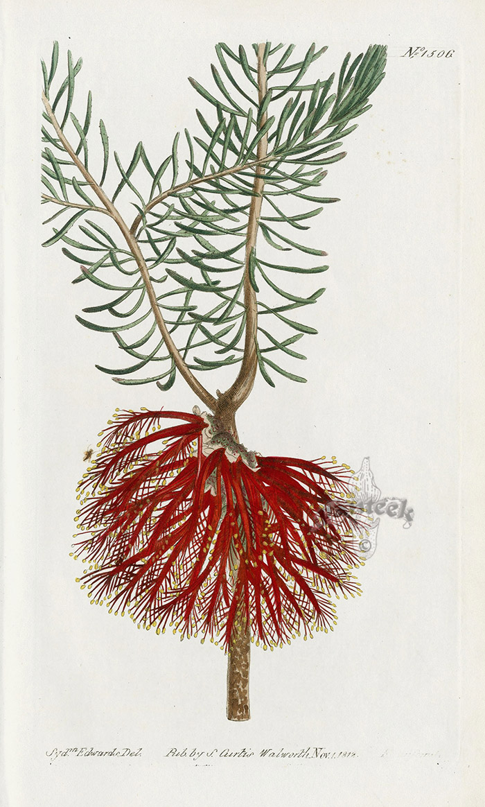 Calothamnus Quadrifida from Historical botanical drawings of Australian ...