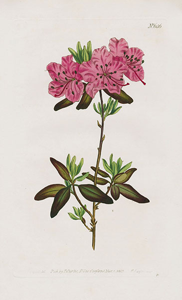 William Curtis Botanical Magazine Antique Prints 1787-1817