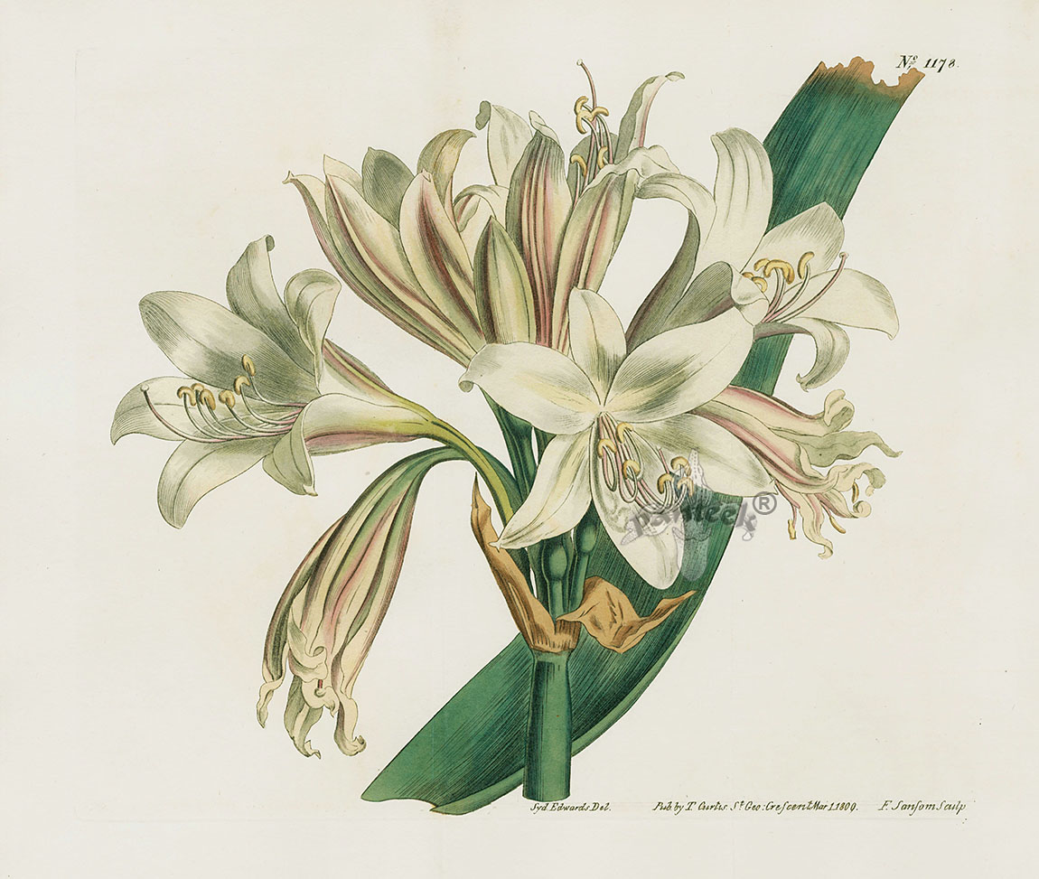 Amaryllis Revolutat from William Curtis Antique Botanic Double Prints 1787