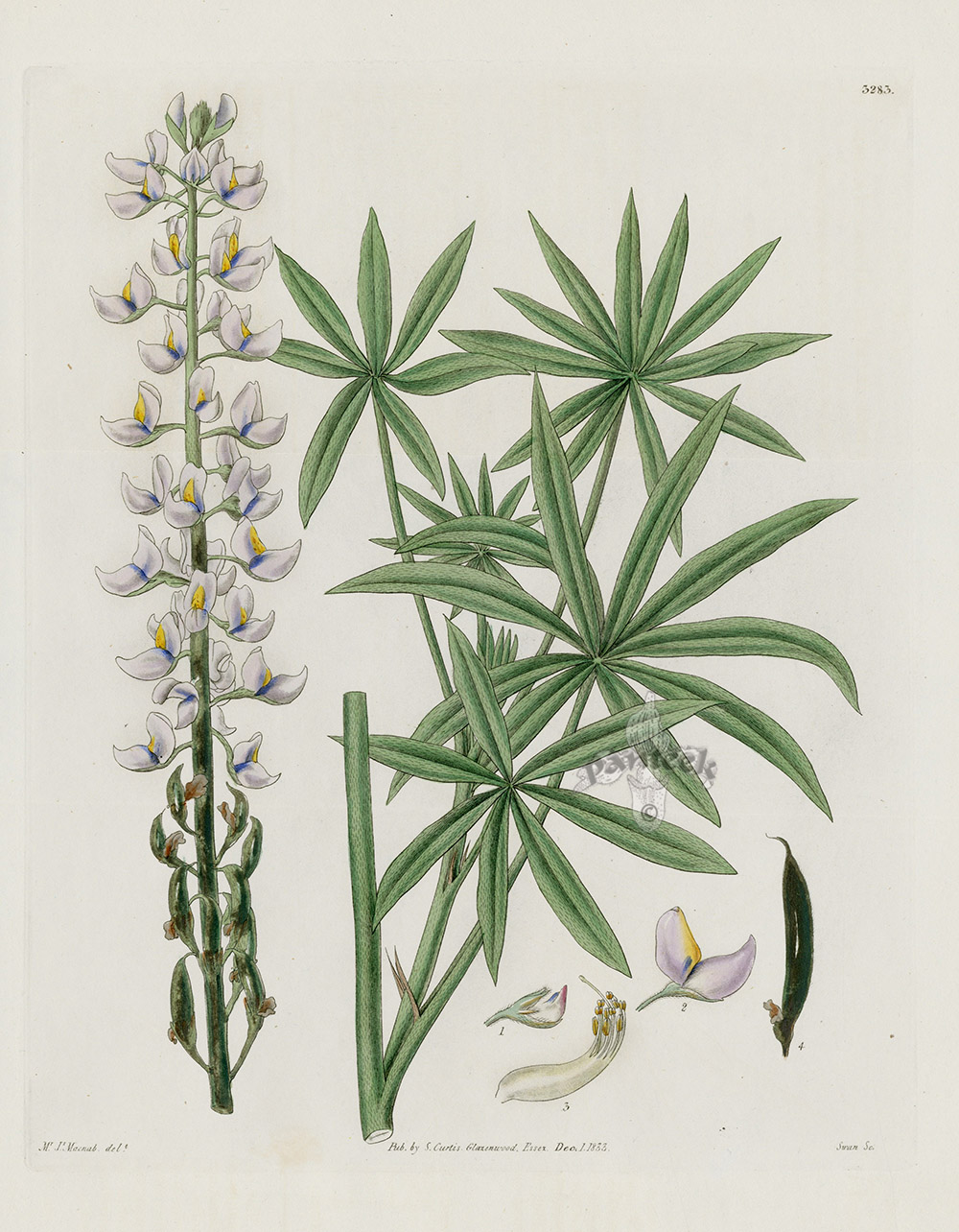 Lupinus incanus Hoary Lupine from William Curtis Antique Botanic Double ...
