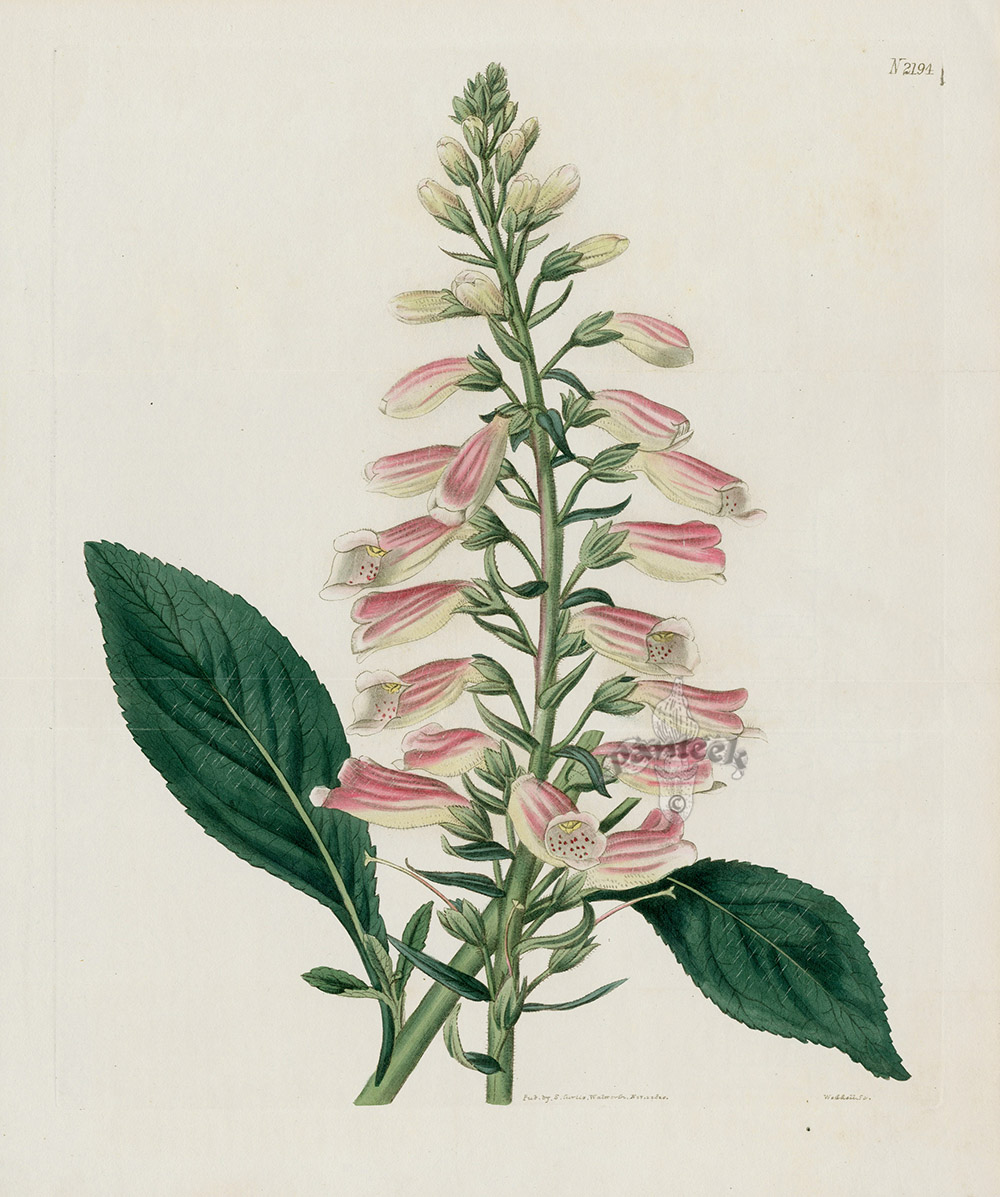 Foxglove, Digitalis tomentosa Wooly leaved Fox-Glove from William ...