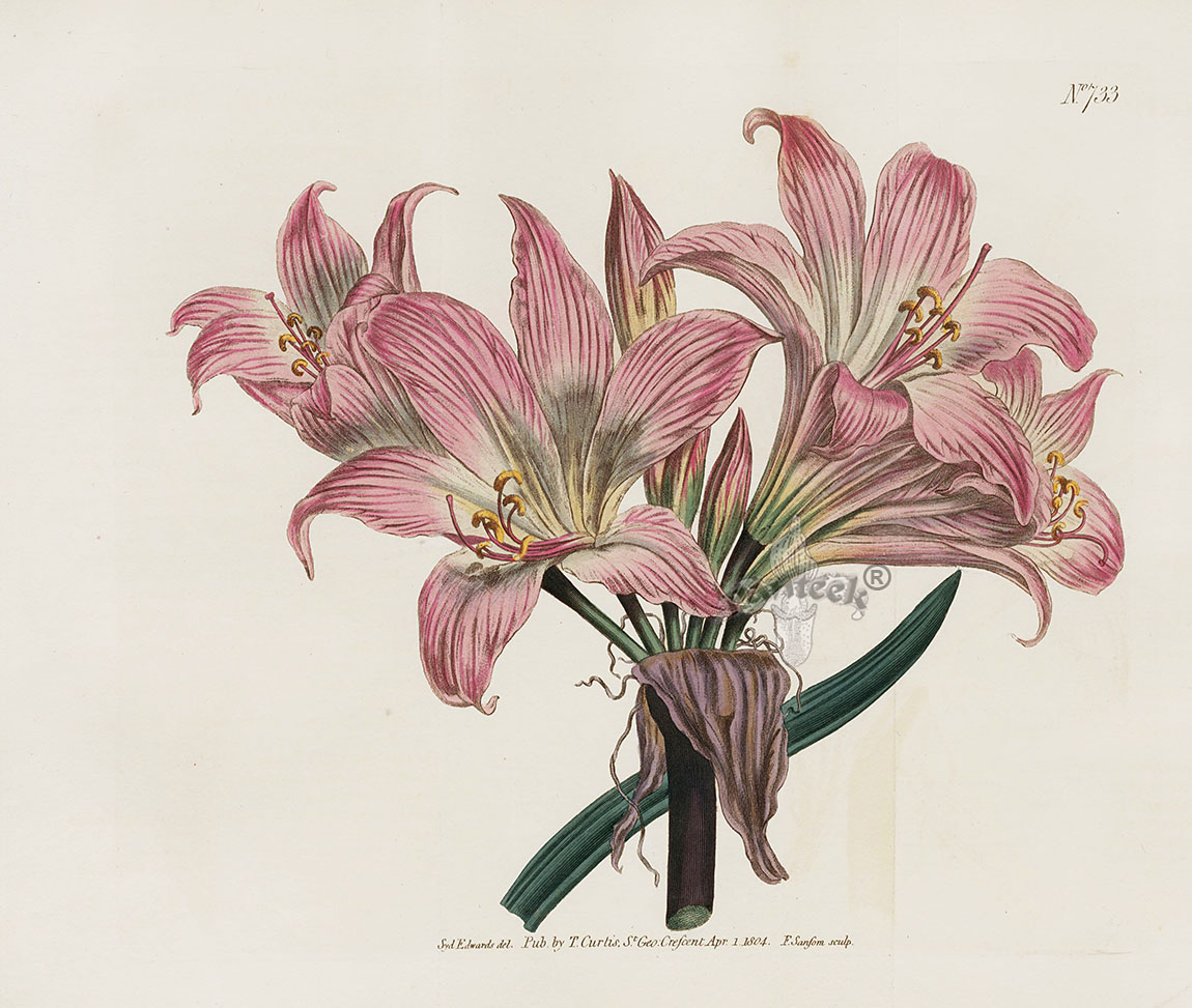 Belladonna Lily from William Curtis Antique Botanic Double Prints 1787