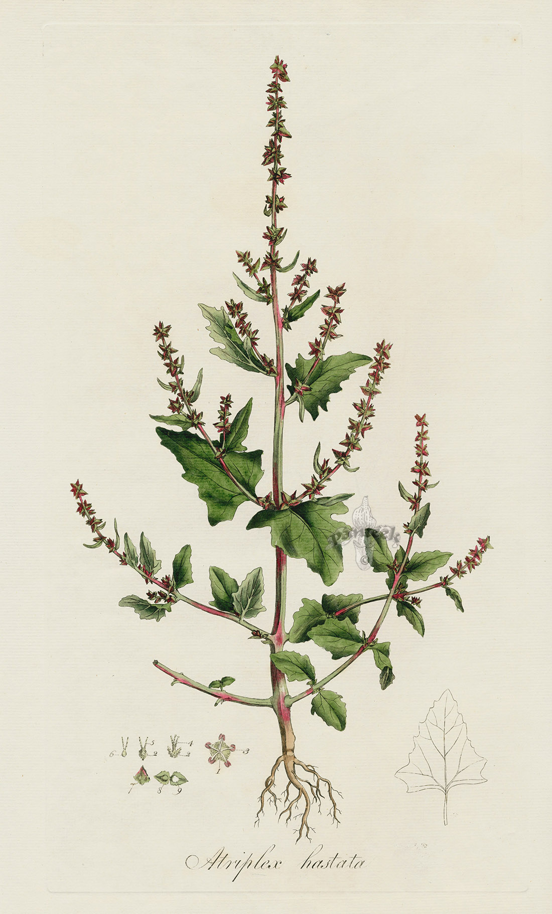 Atriplex hastata from William Curtis Flora Londinensis Botanical Prints ...