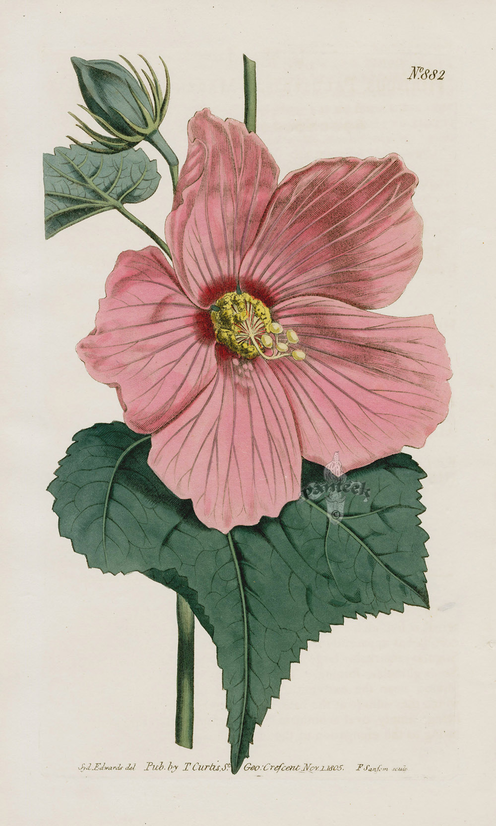 Hibisscus from 1815 Curtis Botanical Magazine Red, Orange Highly ...