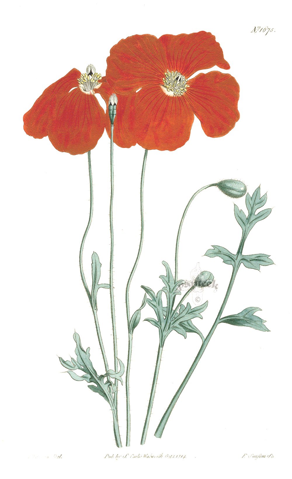 Caucasean Poppy from 1815 Curtis Botanical Magazine Red, Orange Highly ...