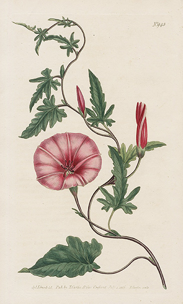 1815 Curtis Botanical Magazine Red, Orange Highly Decorative Prints