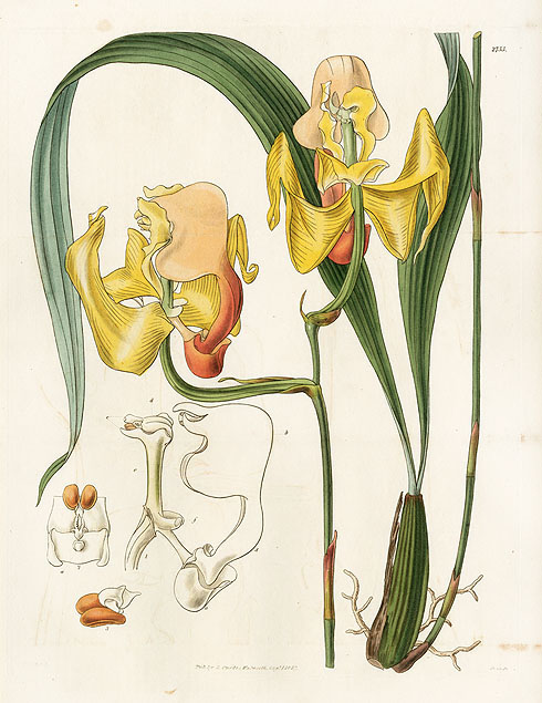 William Curtis Botanical Orchid Prints 1787-1826