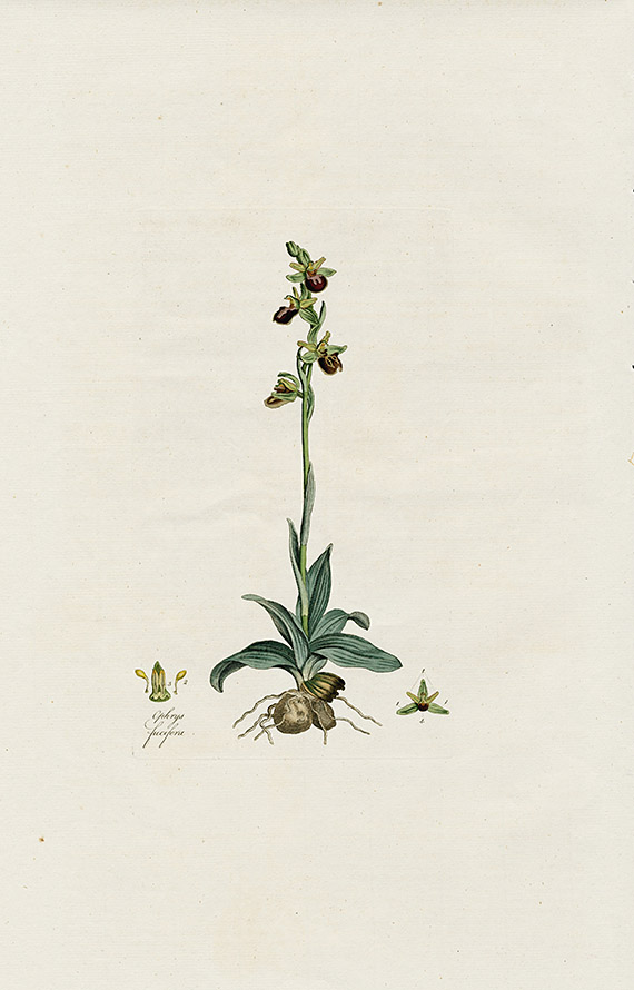 Tiny Flora Londinensis Daisy, Viola, Orchid Botanical Engravings