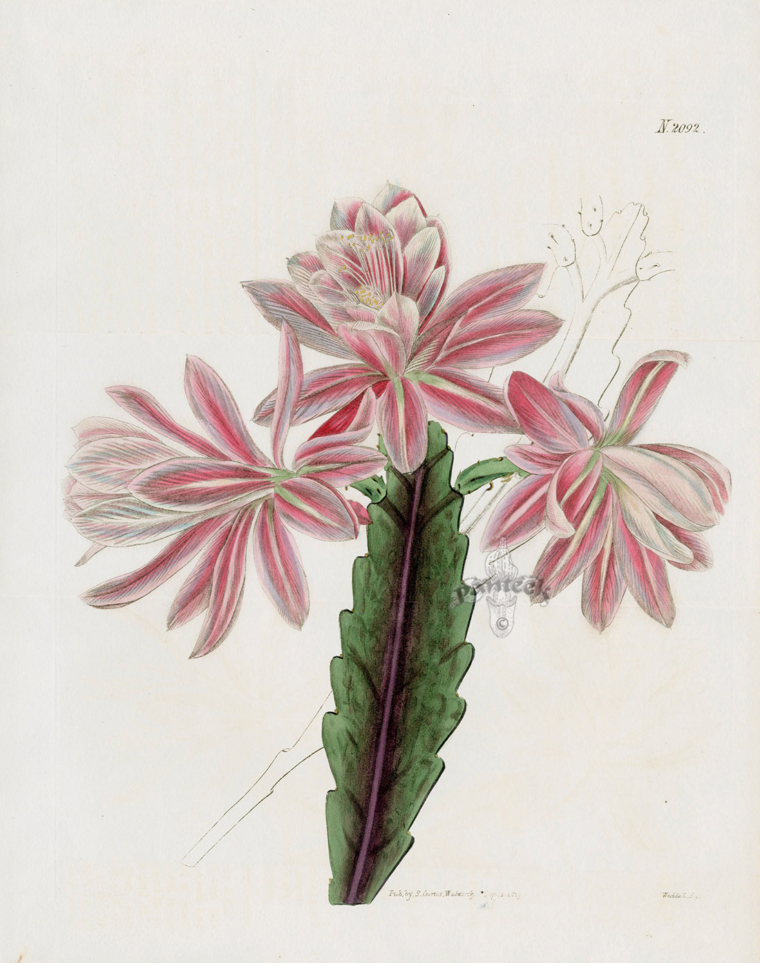 Cactus phyllanthoides, Rose-flowered Indian-Fig from William Curtis ...