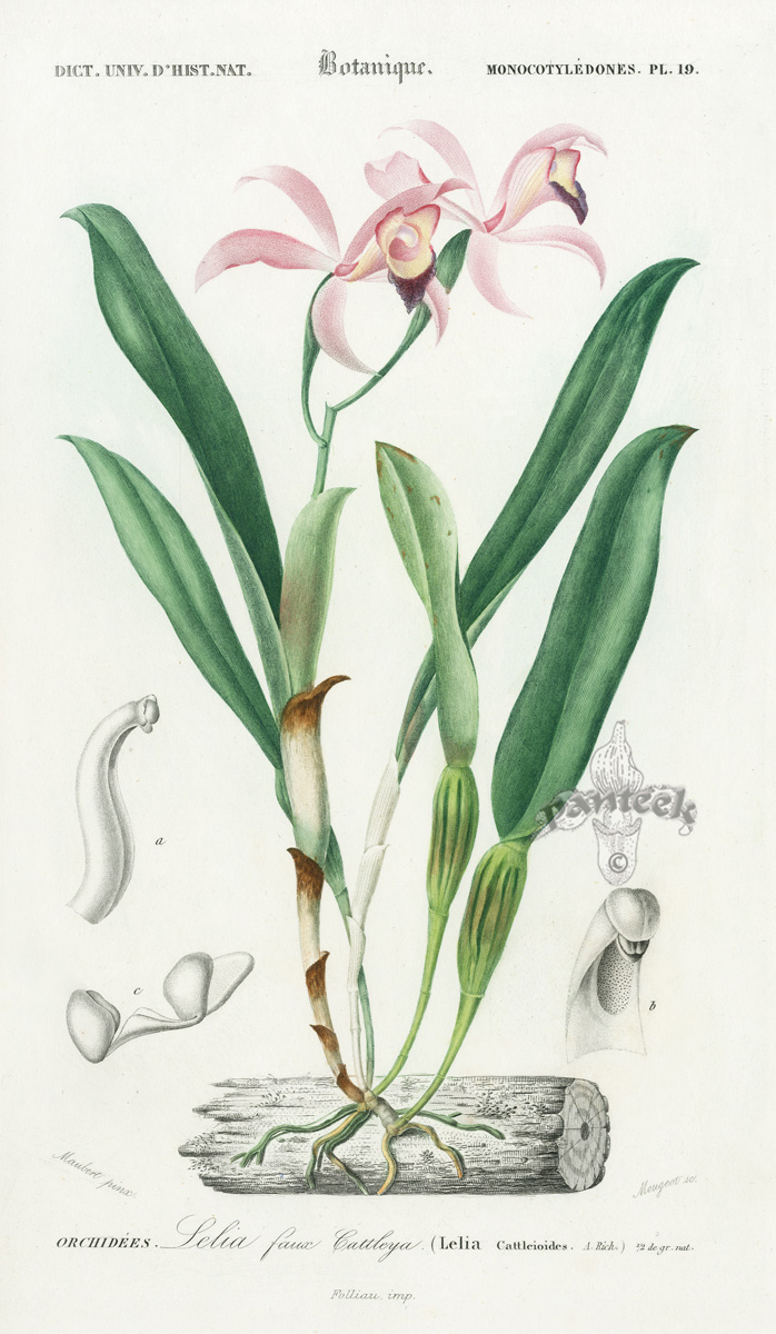 D'Orbigny Botanical Prints 1849