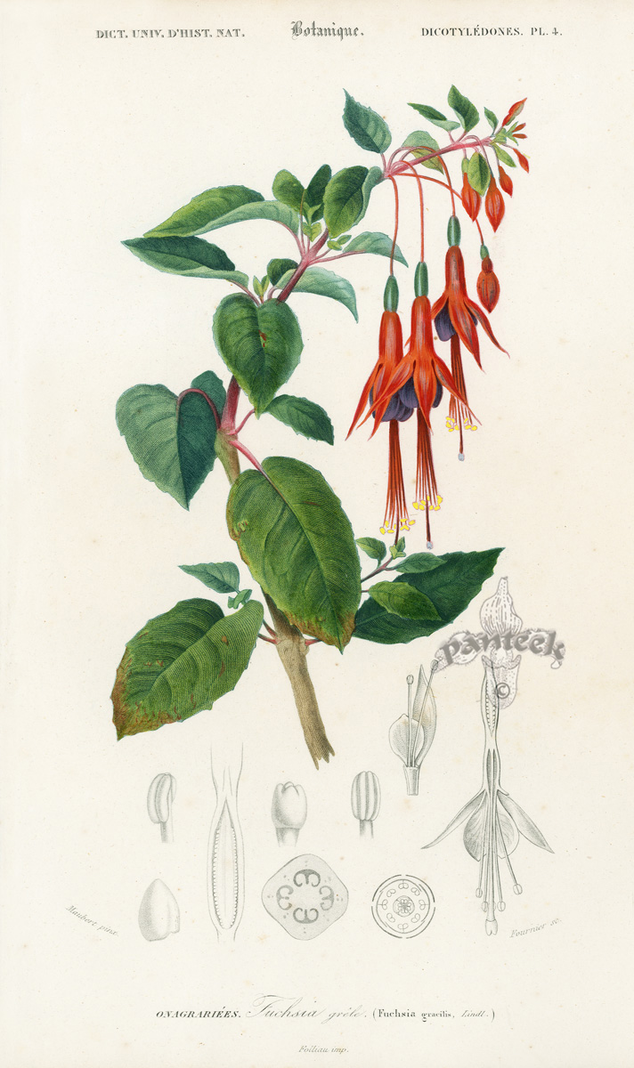 D'Orbigny Botanical Prints 1849