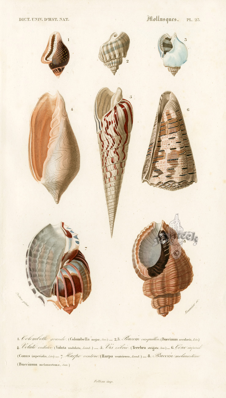D'Orbigny Sea Creature, Shell Prints 1849