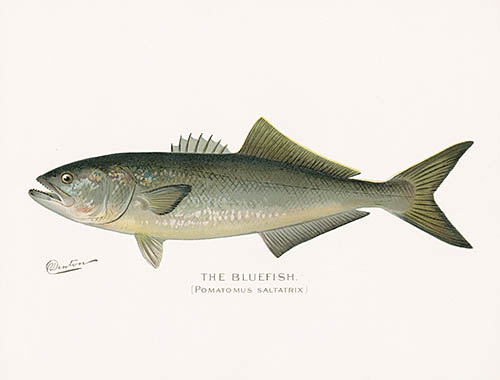 S. F. Denton Antique Fish Prints 1895