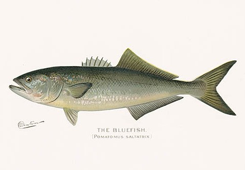 S. F. Denton Antique Fish Prints 1895