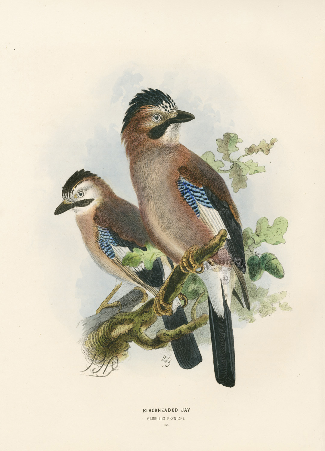 Dresser's Birds of Europe 1871-1896 Dresser's Birds of Europe 1871-1896