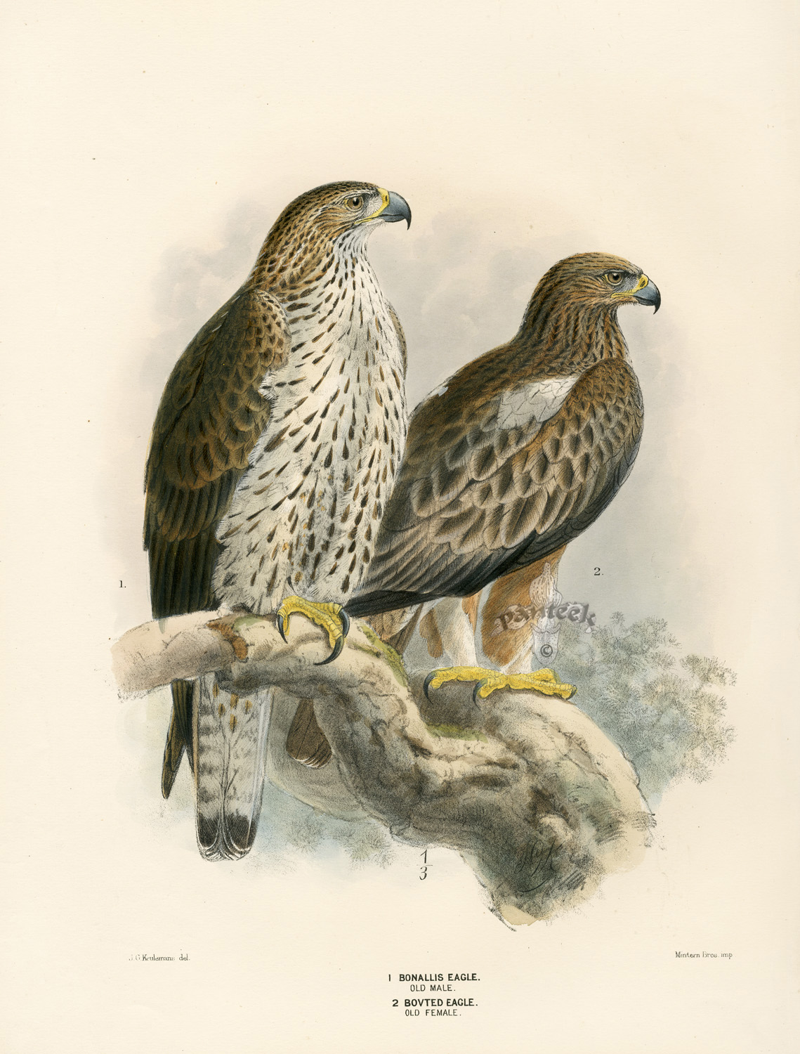 Dresser's Birds of Europe 18711896