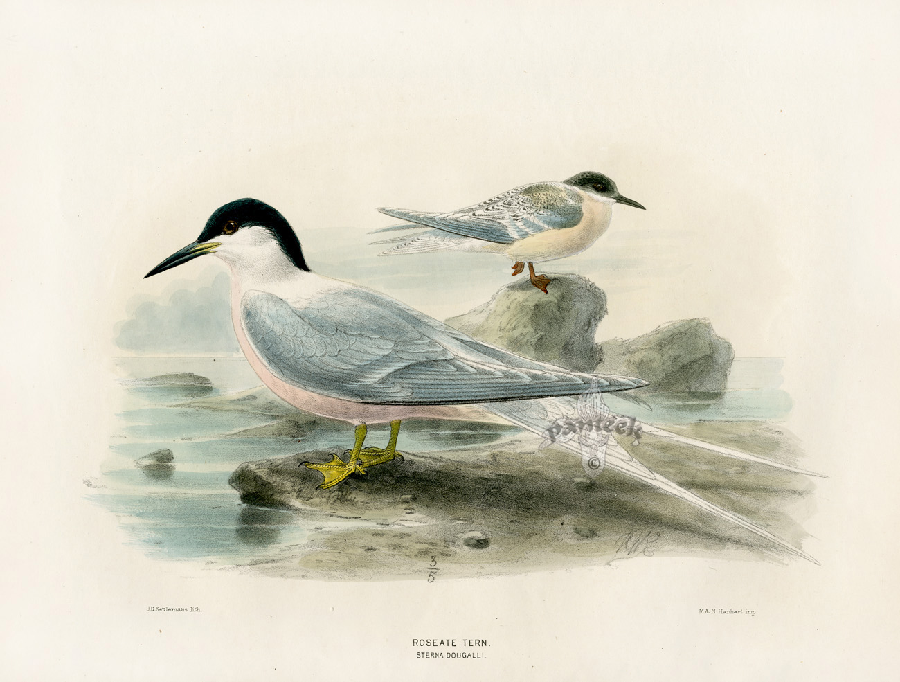 100年前の古書　希少　1923年　Birds and their young 100年前の古書 1923年 Birds and their young
