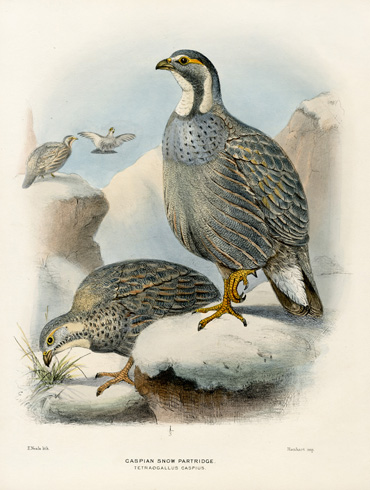 Dresser's Birds of Europe 1871-1896
