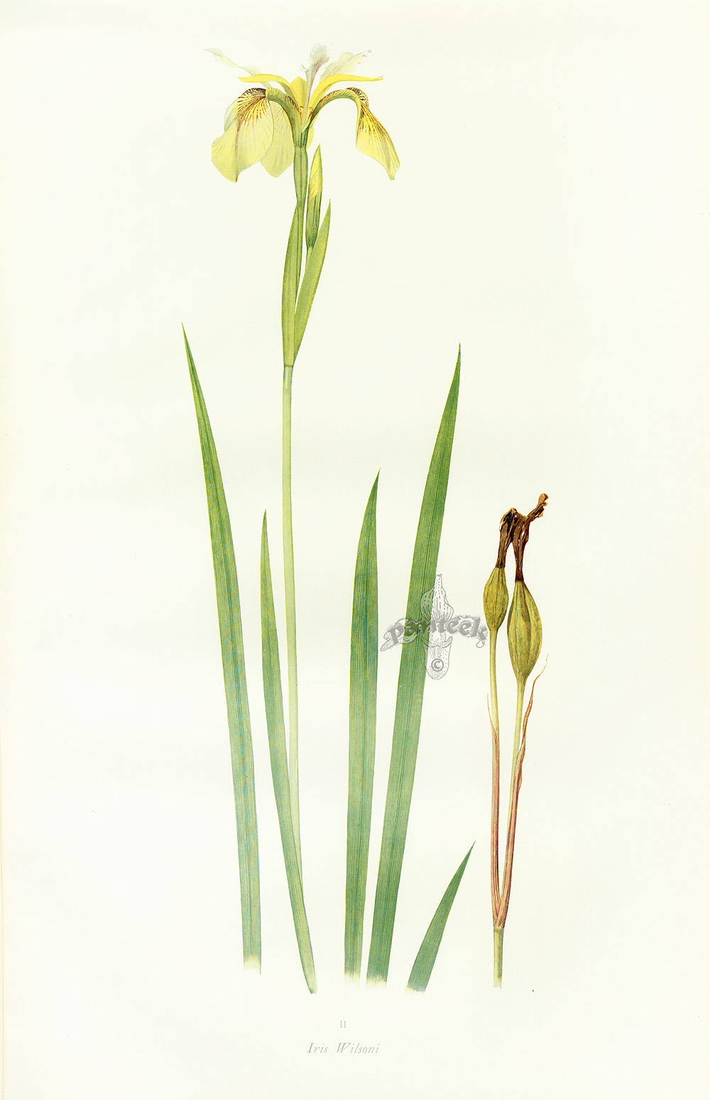 Dykes Iris Genus 1913