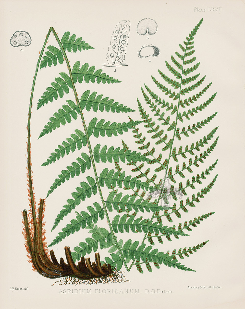Aspidum Floridanum from Antique Fern Lithographs