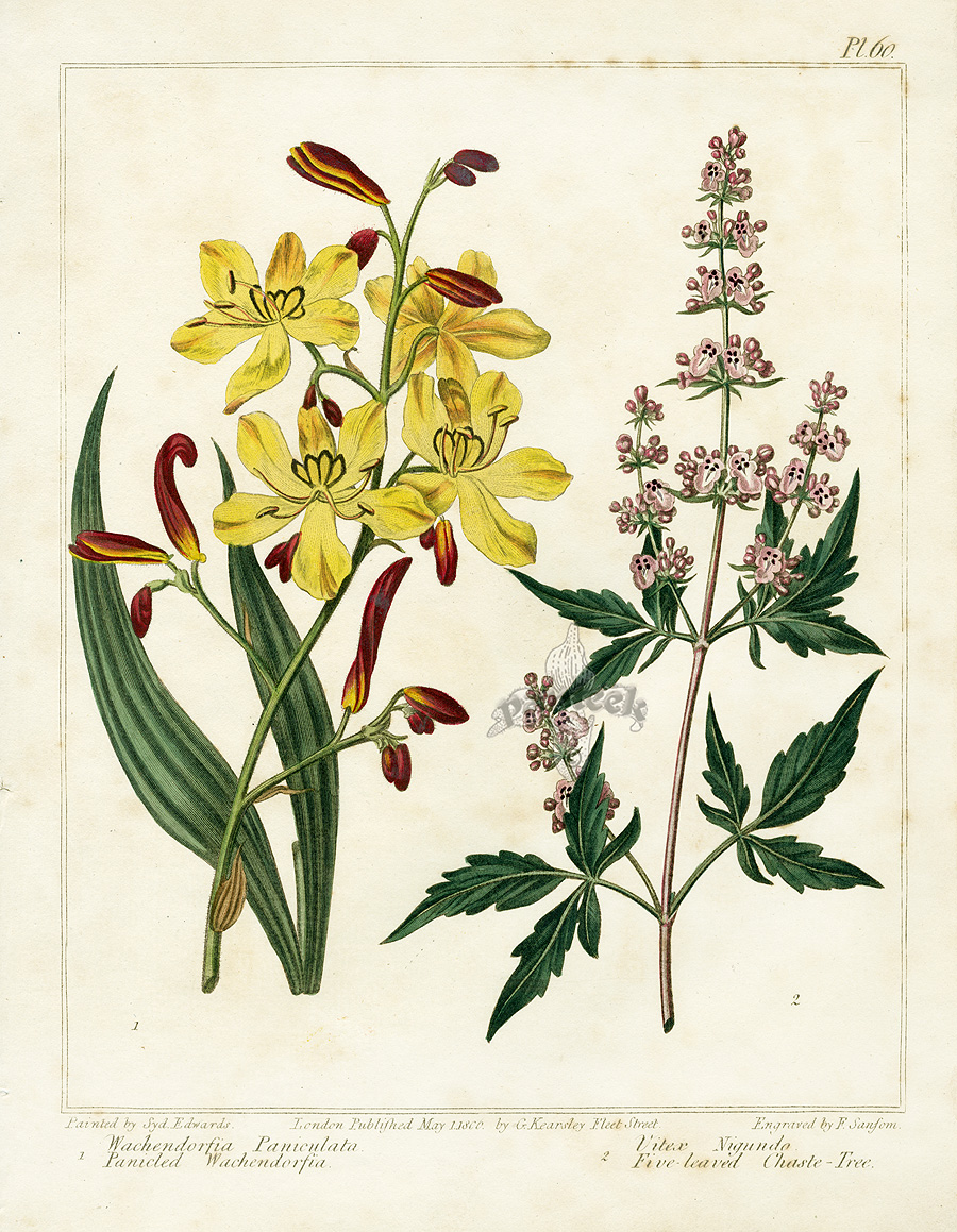 edwards botanical prints from