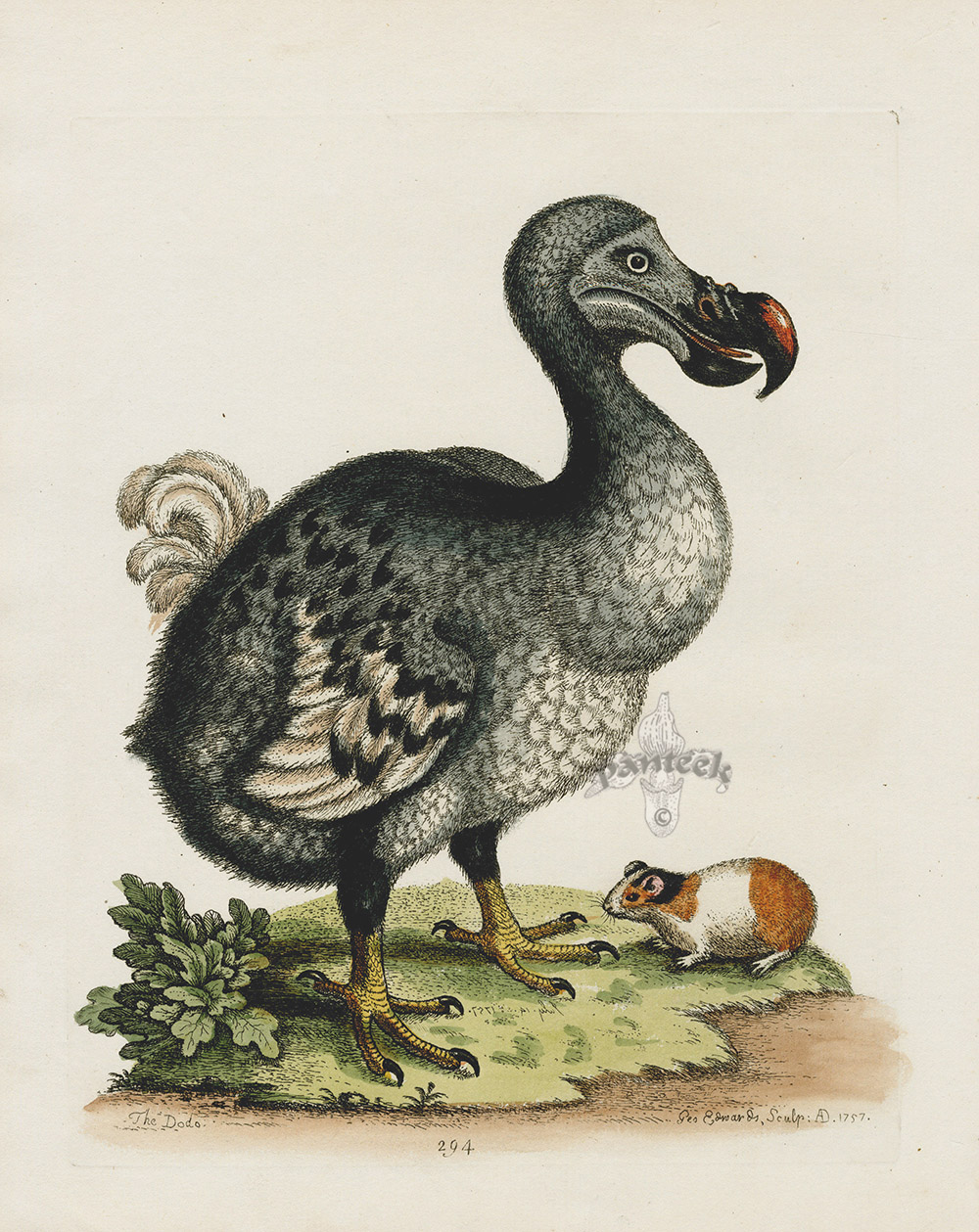 The Dodo EXTINCT from George Edwards Antique Bird Prints 1743