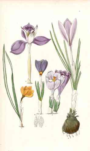 Edwards Botanical Register Prints 1815