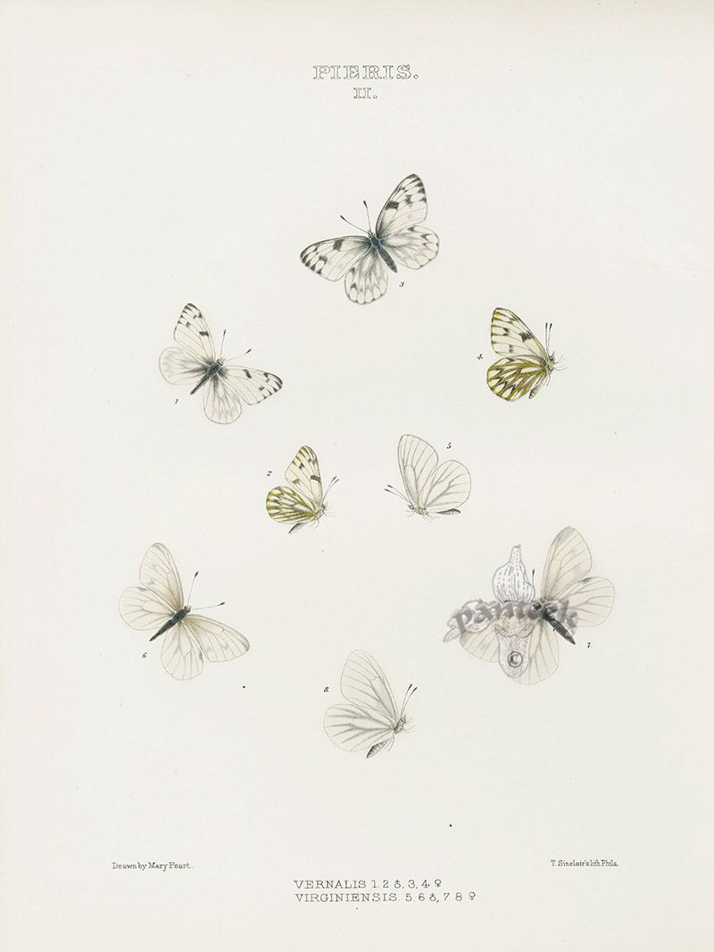 Vernalis, Virginiensis from North American Butterfly Prints 1868
