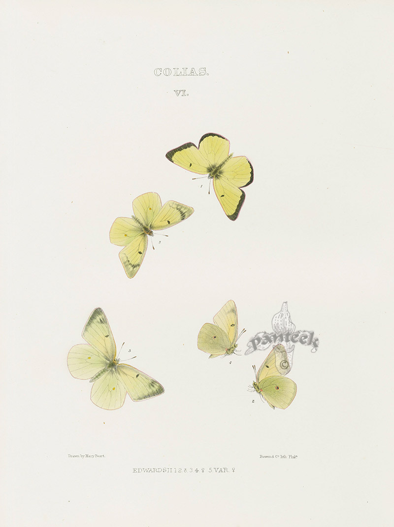 Edwardsii from North American Butterfly Prints 1868