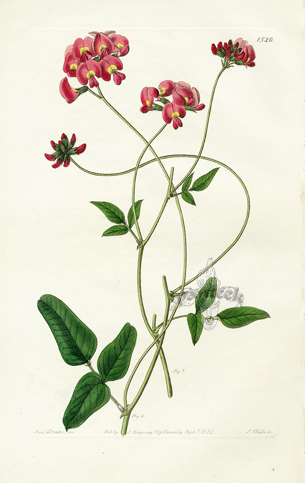 Edwards Botanical Register 1815