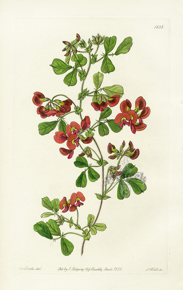 Edwards Botanical Register 1815