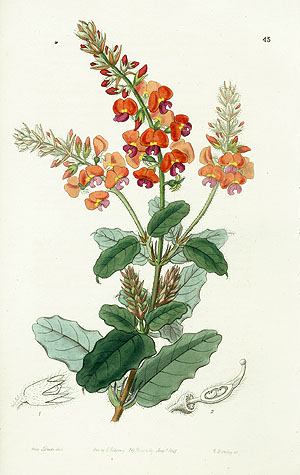 Edwards Botanical Register Bromeliads & Canna Prints 1815