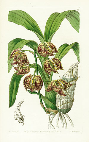 Edwards Botanical Register Orchids Prints 1815