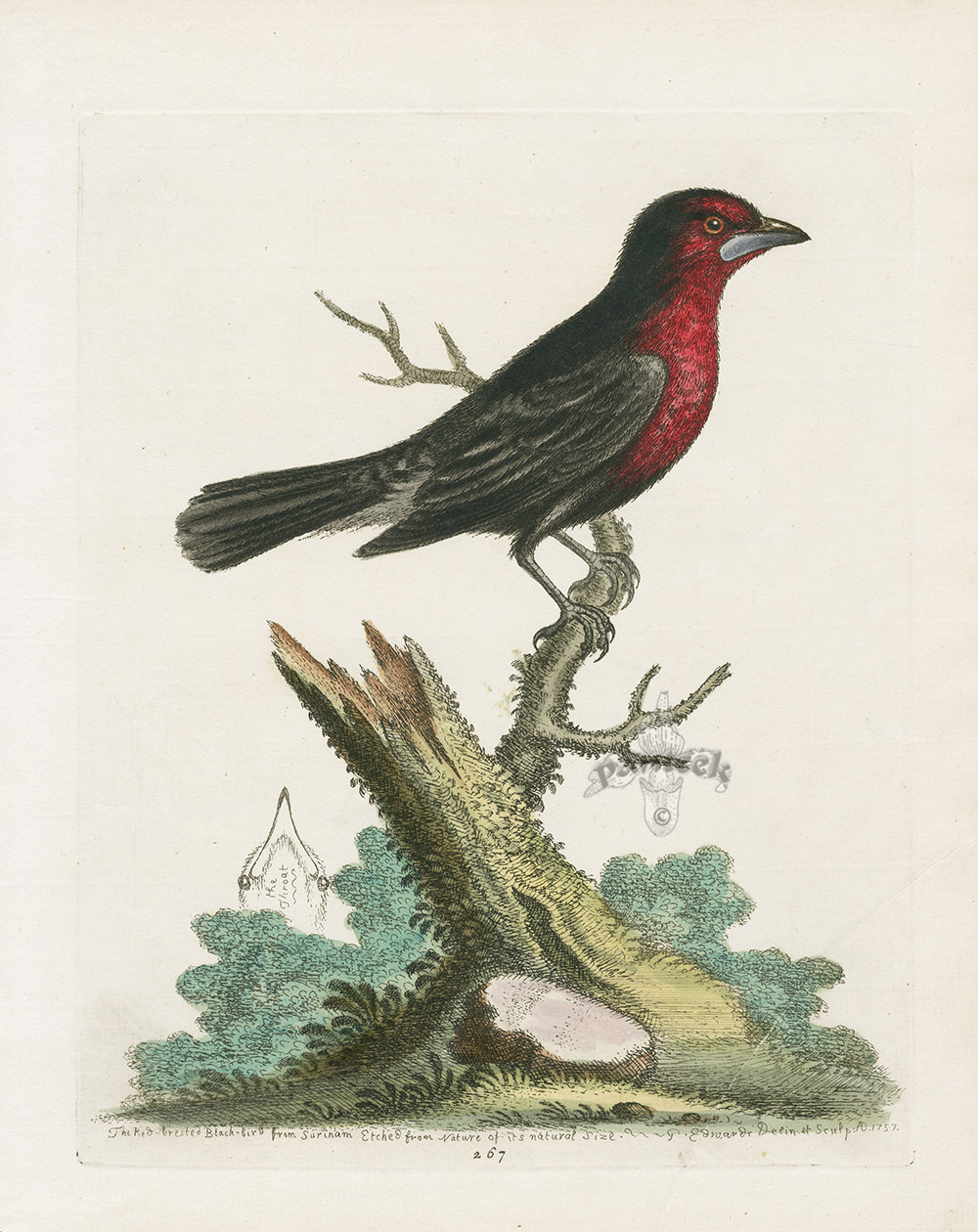 Print Red -winged blackbird art drawing bird birds ornithology