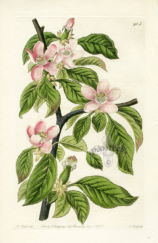 Edwards Botanical Register Prints 1815