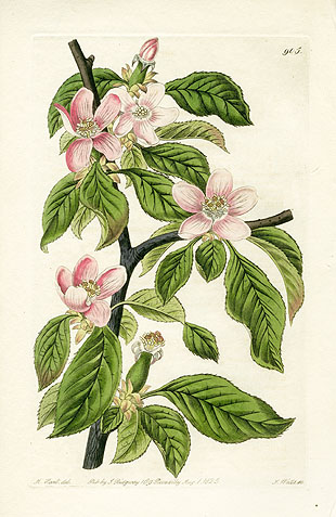 Edwards Botanical Register Prints 1815