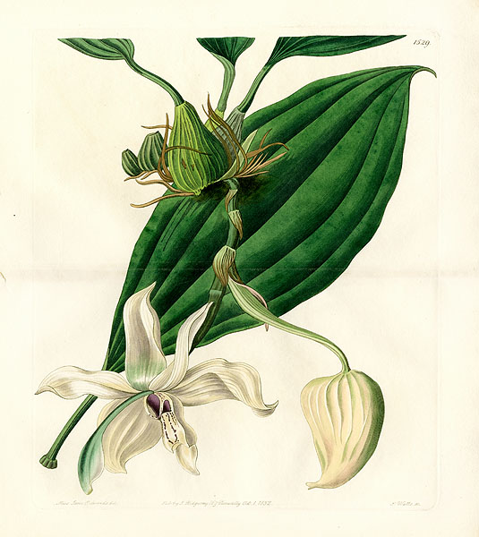 Edwards Botanical Register Prints 1815