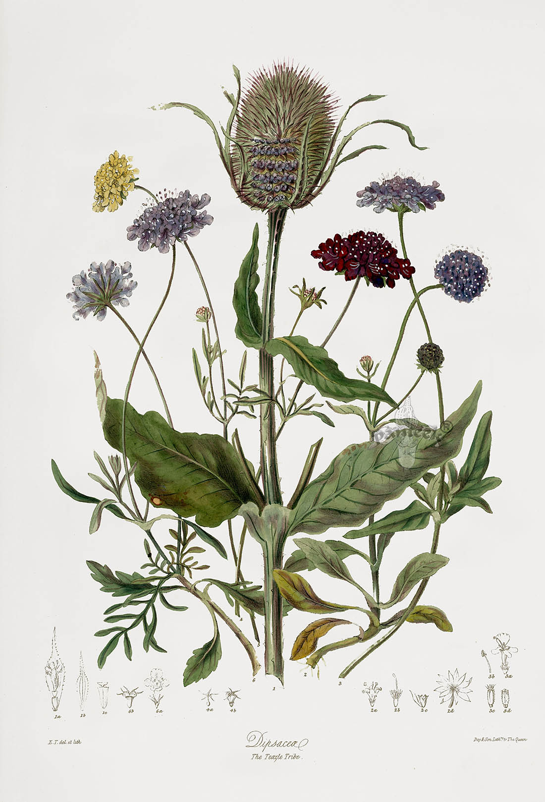 Elizabeth Twining Natural Order of Plants 1849 Cannabis, Carnivorous ...