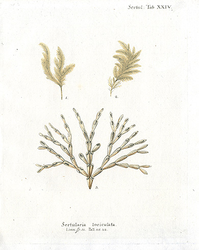 Johann Esper Die Pflanzenthiere Coral Prints 1791