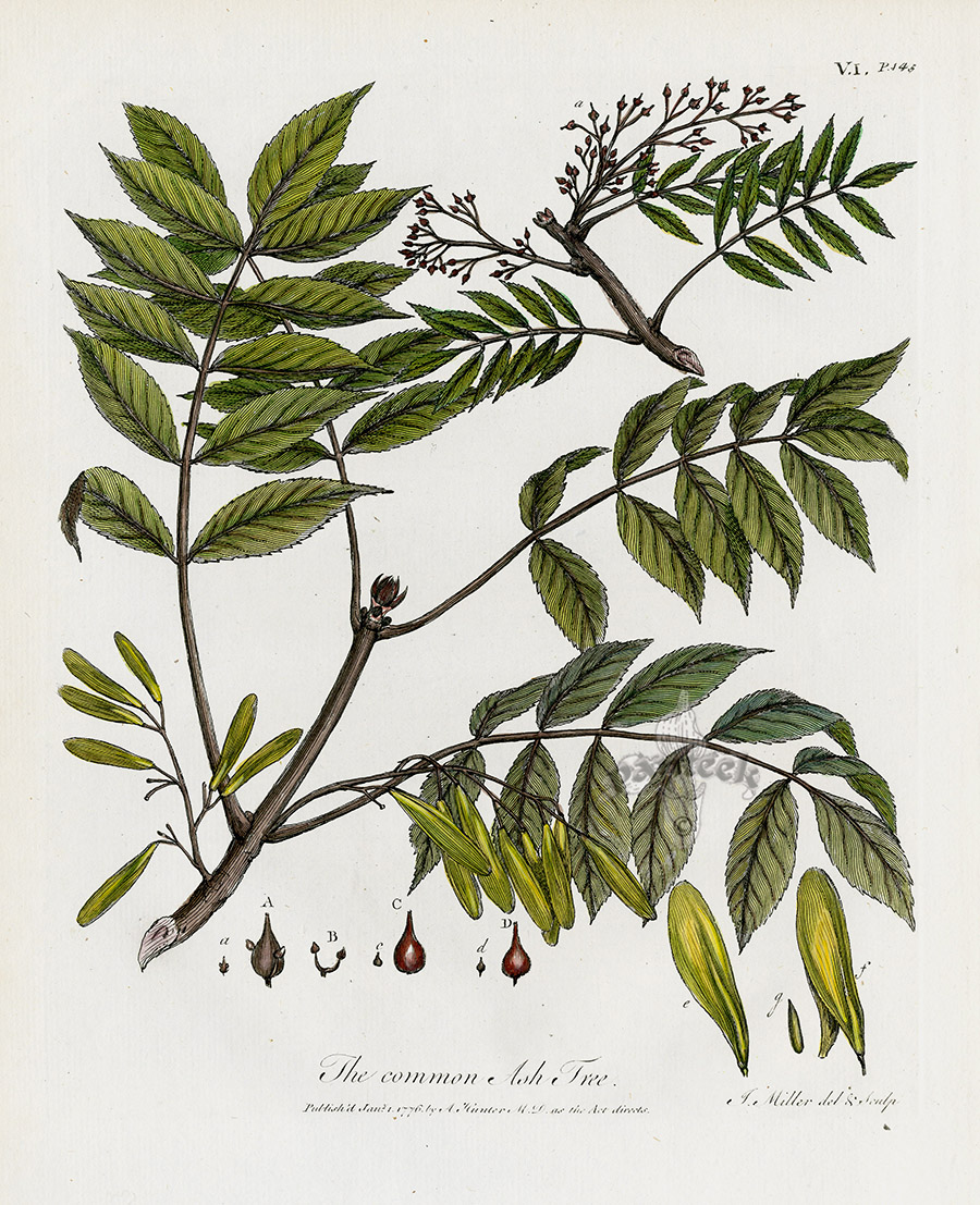 The common Ash Tree from John Evelyn Sylva, Discourse of Forest Trees 1786