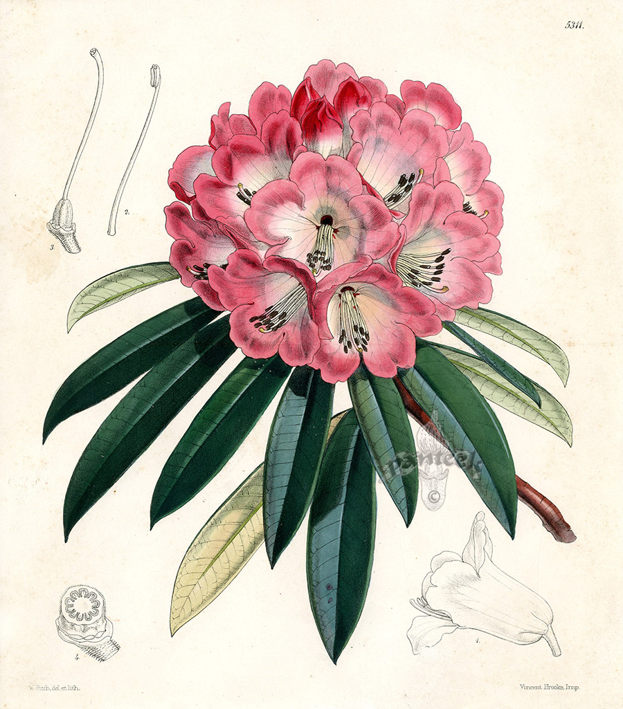 Rhododendron Arboreum from Plants from Royal Garden of Kew