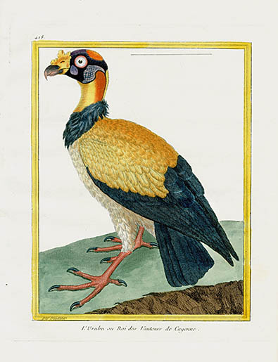 François Nicolas Martinet 1770 Bird Prints Histoire Naturelle des 