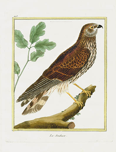 François Nicolas Martinet 1770 Bird Prints Histoire Naturelle des 