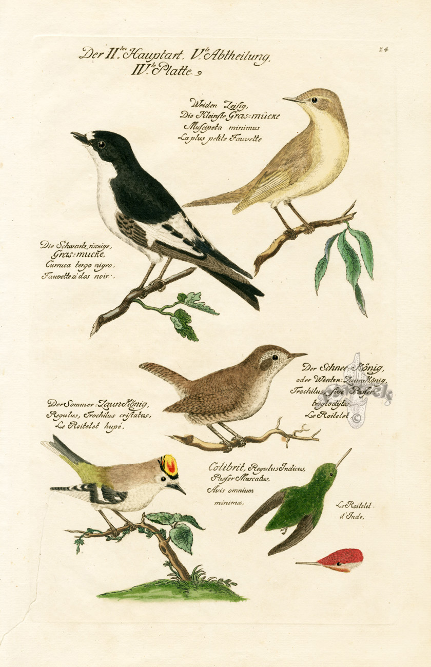 Frisch Antique Bird Prints 1733