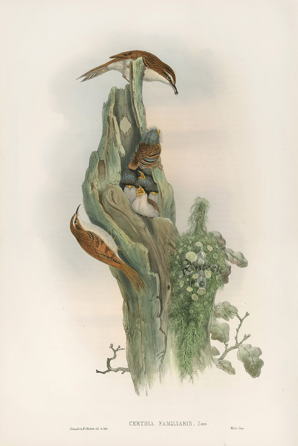 Certhila Famillaris Tree Creeper from Bird Chicks, Nests & Eggs by John ...