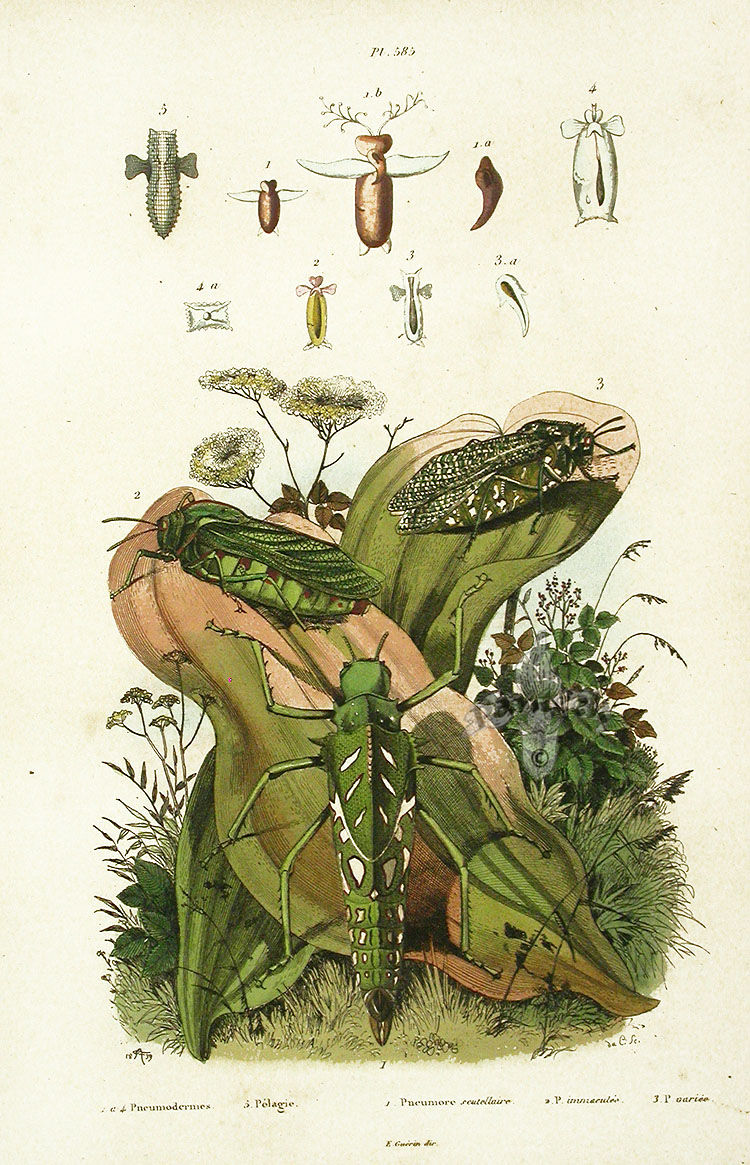 Guerin Natural History Prints 1836