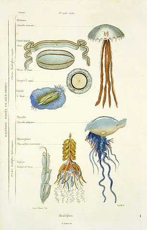 Shell Classification Chart