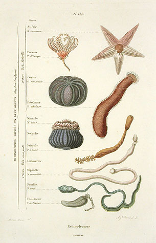 Shell Classification Chart