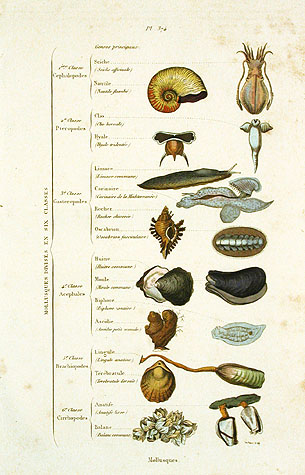 Shell Classification Chart